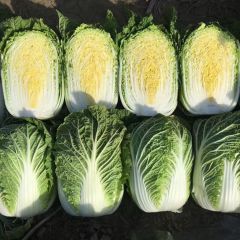 山东省“蔬服家”白菜代收