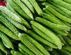 山东“蔬服家”苦瓜专业代收