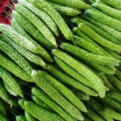 山东“蔬服家”苦瓜专业代收