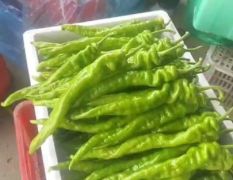 山东“蔬服家”专业辣椒代收