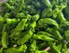 兰陵县大量精品芜湖椒，薄皮椒，线椒万亩基地