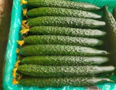 兰陵3月供应黄瓜 质量没得说