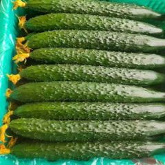 兰陵3月供应黄瓜 质量没得说