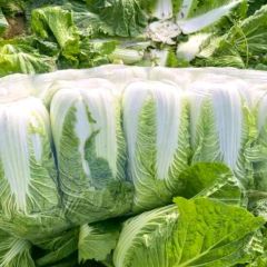 山东省兰陵白菜随行就市大量上市有货