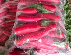 山东沂南水萝卜随行就市 现货供应