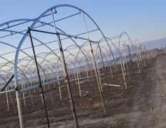 山西大同天镇上吾其辣椒6月20号上市