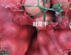 圆葱，低价走量、库存充足、耐运输