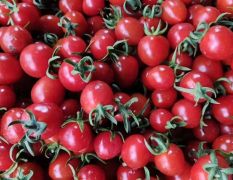 产地供应圣女果，千禧，贝贝，清甜等