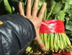 山东聊城菠菜大量上市，叶片绿，无斑点，