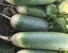 求购绿芯水果萝卜原料加工厂用 做萝卜干商用