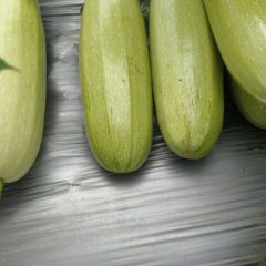 广西南宁市供应美国产品西葫芦