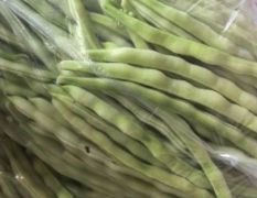 山东沂水县芸豆产地直发