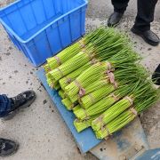 河南杞县大蒜随行就市 包装配车一条龙