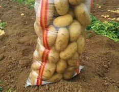 泗水县大棚土豆大量上市，荷兰系列