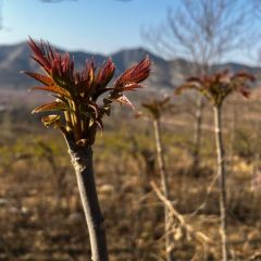 山东蒙阴香椿常年代办代收 质量优秀不要再等了！