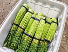 河南杞县蒜薹蒜薹品质优良 走过路过不要错过