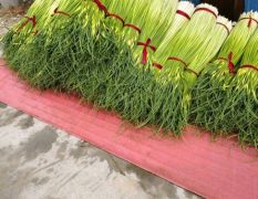 江苏丰县蒜薹聚焦市场 产地批发价格