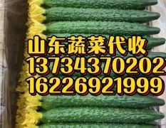 山东省“蔬服家”专业黄瓜代收