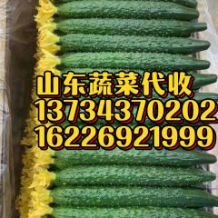 山东省“蔬服家”专业黄瓜代收
