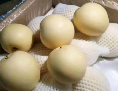 皇冠梨，高，中，低档货源充足