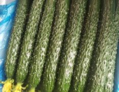 兰陵县精品黄瓜大量上市