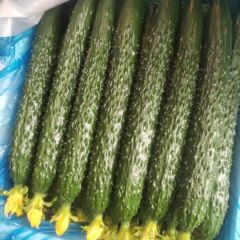 兰陵县精品黄瓜大量上市