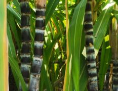 广州南沙甘蔗黑皮甘蔗 清甜多汁 可榨汁