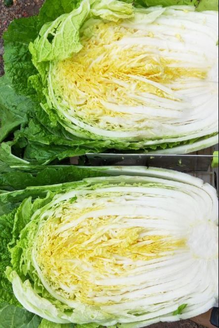 白菜价格.jpg