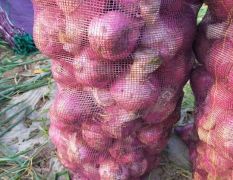 ​聊城二红洋葱处于持续出货状态