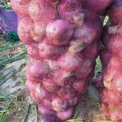 ​聊城二红洋葱处于持续出货状态