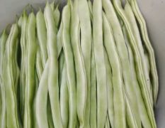 山东成武白芸豆和油豆大量上市了