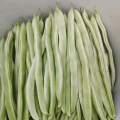 山东成武白芸豆和油豆大量上市了