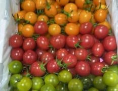 电白鼎极农业4月供应圣女果