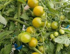 2026电白圣女果现在惊喜 订货 一站式服务，产地直采