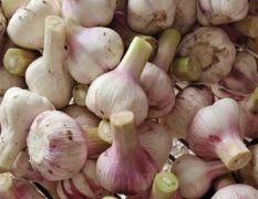 2026年淮阳鲜蒜扒皮蒜