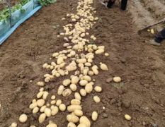 滕州龙阳土豆大量上市