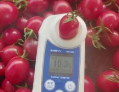 鼎极农业，专业提供农产品代收托鲁巴姆老千禧