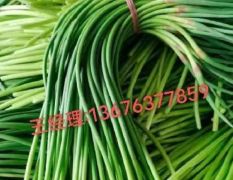 金乡边冷库储存蒜薹