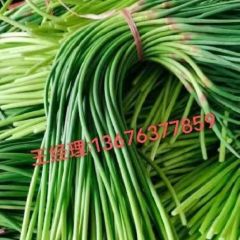 金乡边冷库储存蒜薹