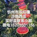 忻州万亩西瓜基地