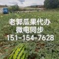 忻州西瓜批发基地