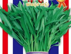 金狮竹叶空心菜，叶片呈细柳叶状，杆翠绿色，口感好