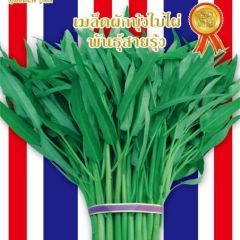 金狮竹叶空心菜，叶片呈细柳叶状，杆翠绿色，口感好
