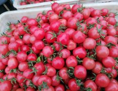 2026莘县圣女果一千喜，贝贝，量越来越多