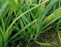 山东莘县韭菜早买早赚