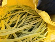 成武白芸豆 白不了和油豆