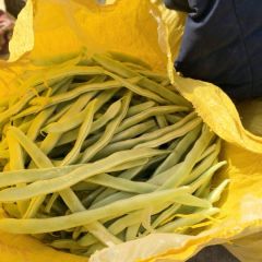 成武白芸豆 白不了和油豆