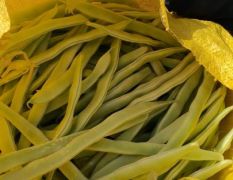 山东成武四季豆产地直供 俏销大江南北