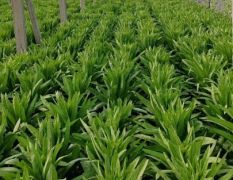 岱岳泰安市莴苣绿色无公害 韩绍村诚信合作