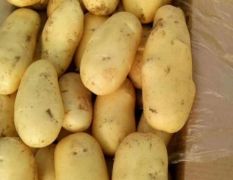 出售滕州荷兰土豆，V七，沃土等系列土豆